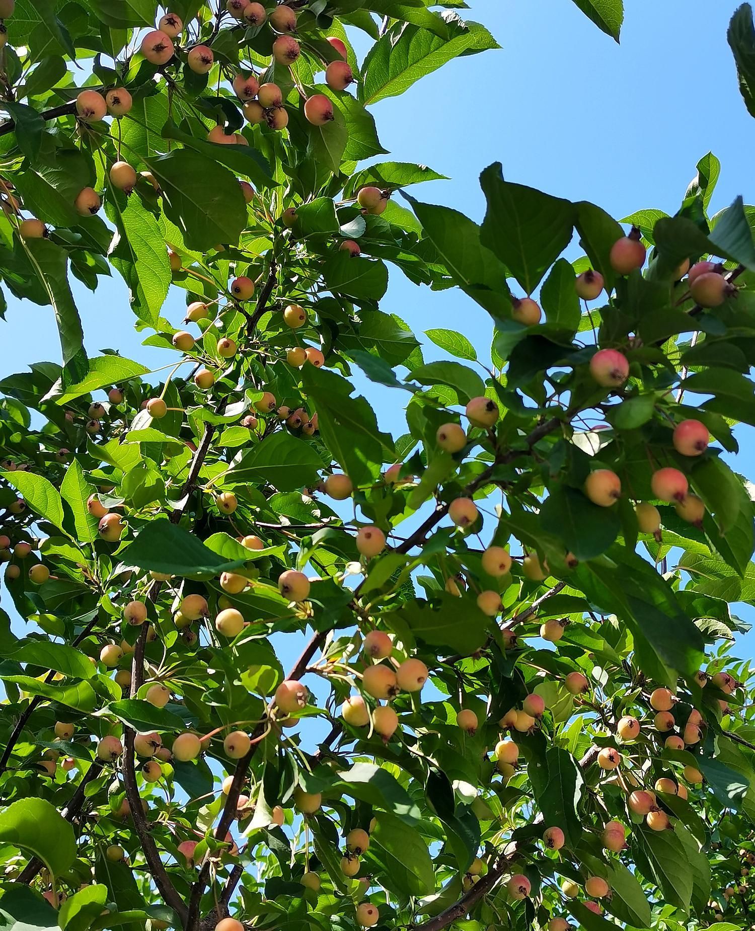 春华秋实,红红的海棠果迎接着秋的到来