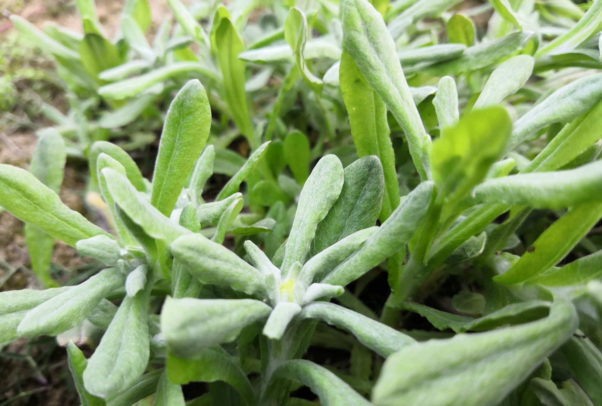 农村常见的一些不起眼的植物,作用却很大_高清图集_新浪网