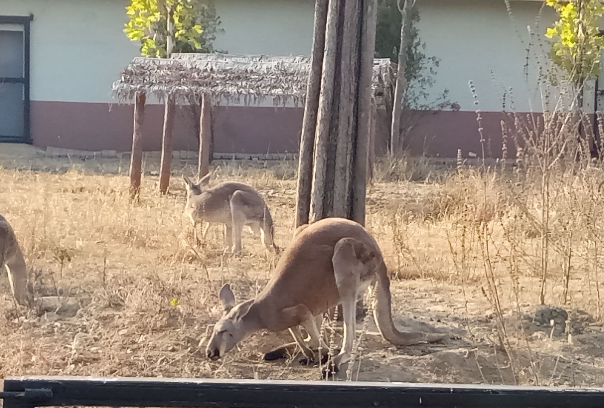 唐山开平区动物园,非洲狮,东北虎,袋鼠,棕熊……动物好多