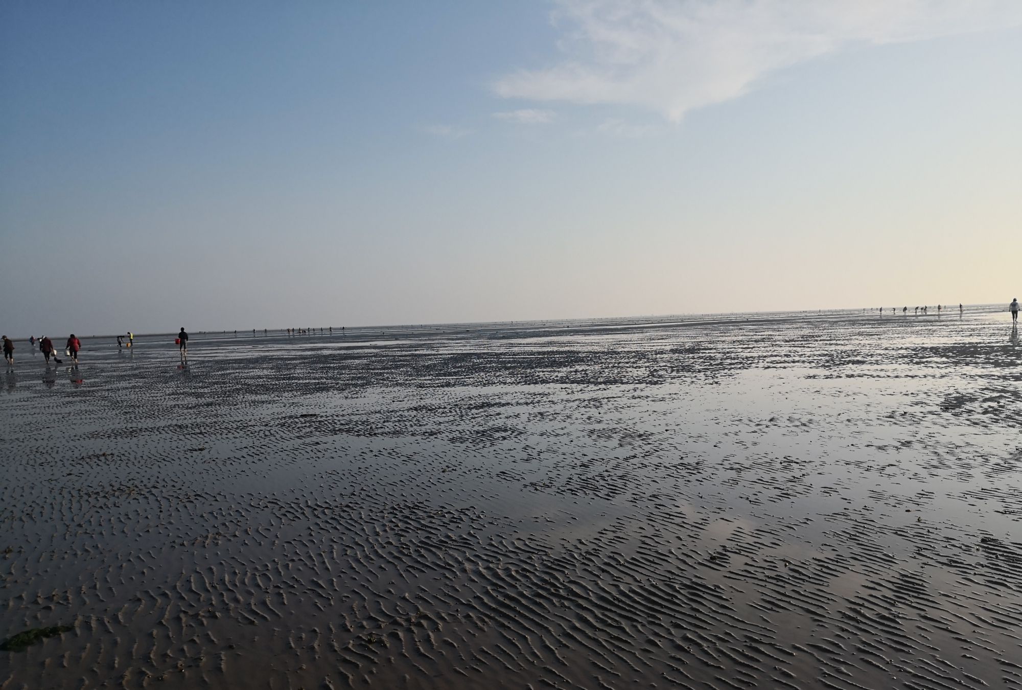清晨的黄海滩涂景色