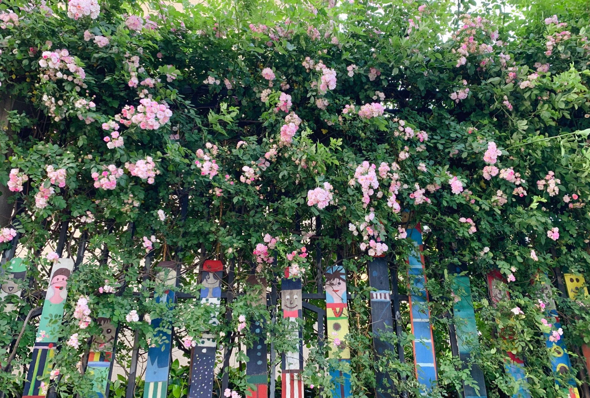 围墙变花墙 蔷薇在微风中摇曳 美的不像话 高清图集 新浪网