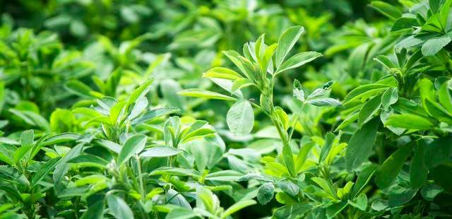 农村路边的野菜，我们不吃，出口<a href=