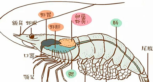 小龙虾的头要不要吃烧烤店老板每天晚上都能白捡好多肉