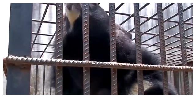 为何俄罗斯人能揍熊，我们只能被熊揍？男子挖野菜惨遭黑熊袭击休闲区蓝鸢梦想 - Www.slyday.coM