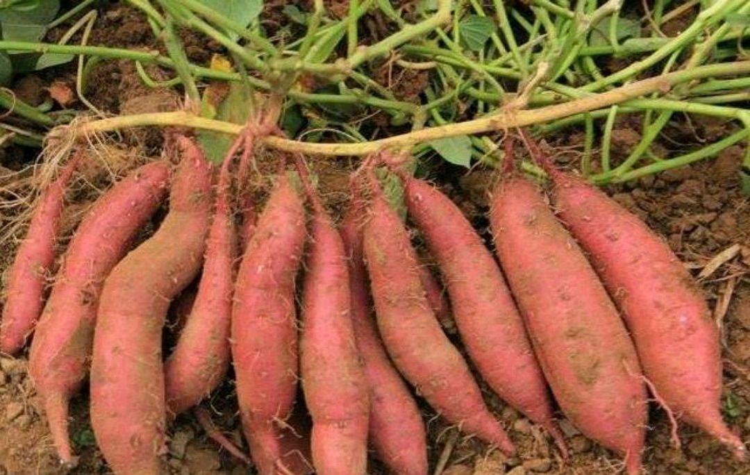 红薯要想获得高产和高效益!优质的品种选择也是关键!