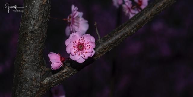 梅花香自苦寒来 其实 还有个含苞欲放的过程