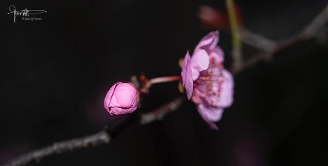 梅花香自苦寒来 其实 还有个含苞欲放的过程 高清图集 新浪网
