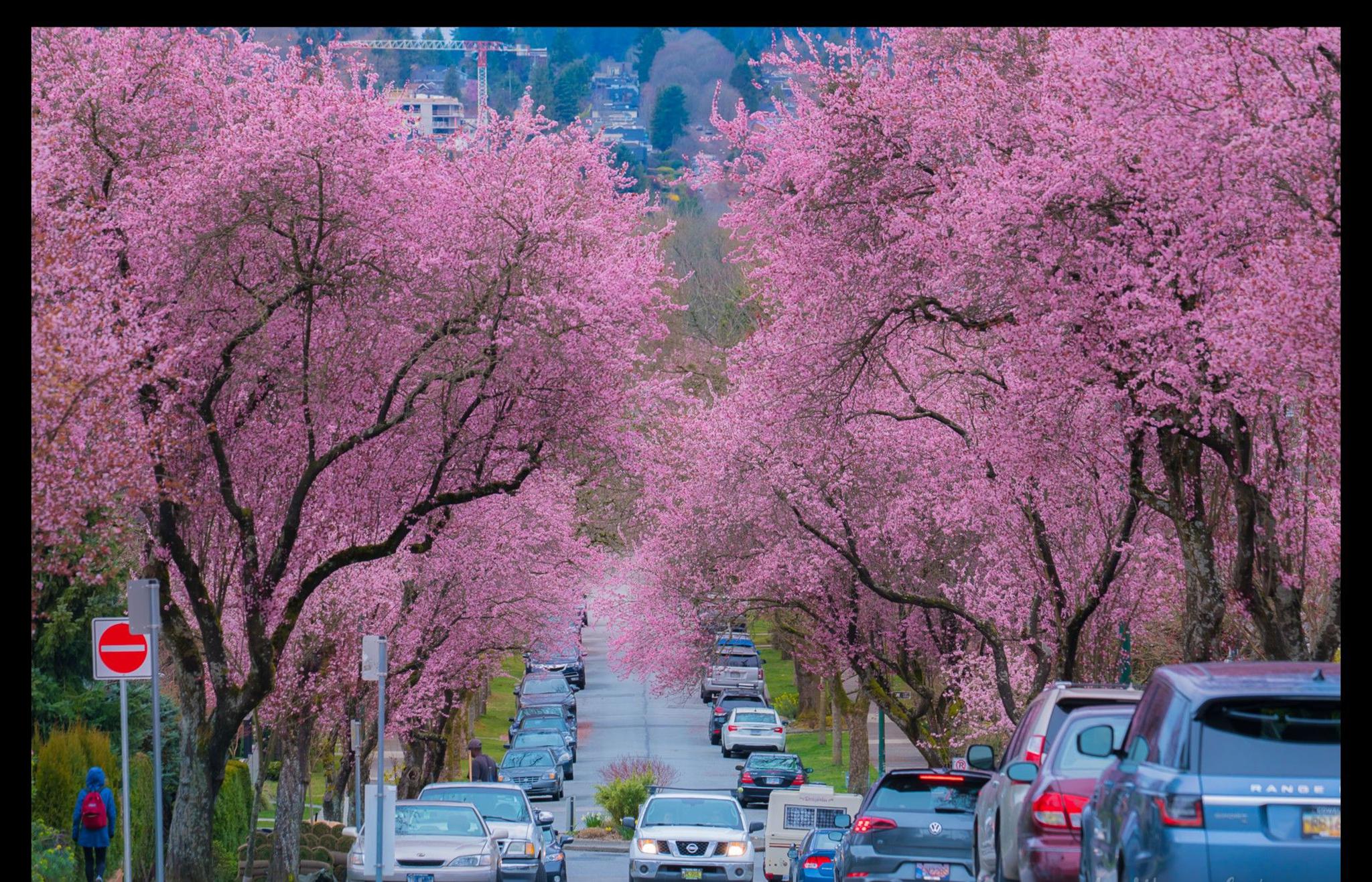 用手机也能让你拍出壮观绵延,置身花海的樱花美照的街道