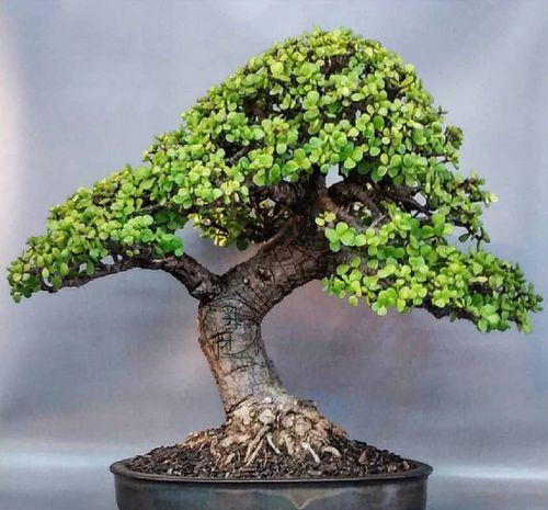 夏天养金枝玉叶掌握3个要点不黄叶不烂根造型别致又美观