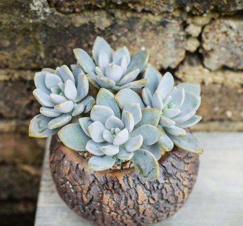 冬美人是比较喜光的植物,如果光照不足,那植株自然