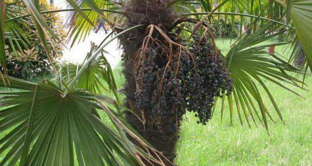 棕树果主要的功效有涩肠,止泻痢,肠风,崩中,带下,养血等功效,同时它