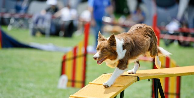 想要狗狗在敏捷比赛夺冠?你要从小开始训练,让它熟悉比赛的环节