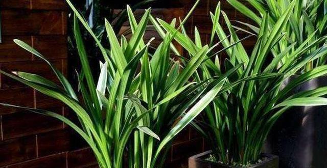 北方如何养兰花盆栽？立秋后管住5点，开花旺休闲区蓝鸢梦想 - Www.slyday.coM