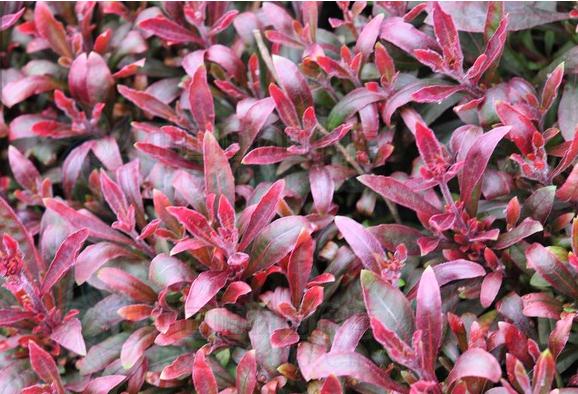 五色苋别称红绿草,五色草,模样苋,属莲子草属,五色苋植株多矮小,叶色