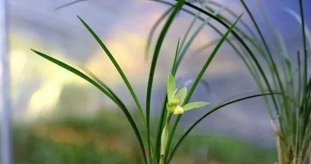 兰花种植前后，如何正确有效地杀菌？|兰根|兰友|药物|芦头|腐病_新浪新闻
