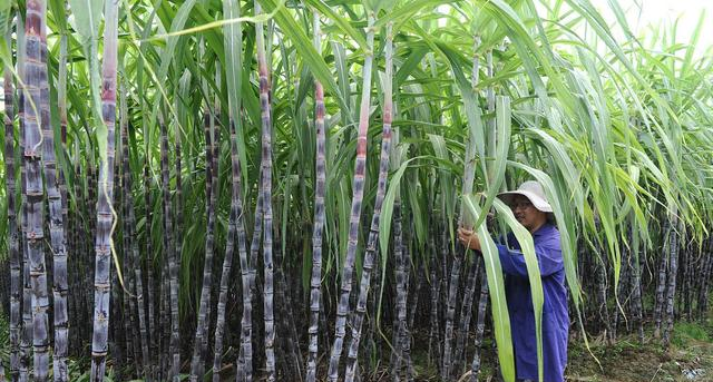 买甘蔗,不是越粗越好,老果农:学会看这三处,甘蔗味甜又多汁|甘蔗|节距