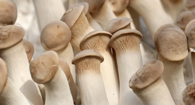 鲍鱼怎么做（鲍鱼怎么做最简便最好吃呢）-85模板网