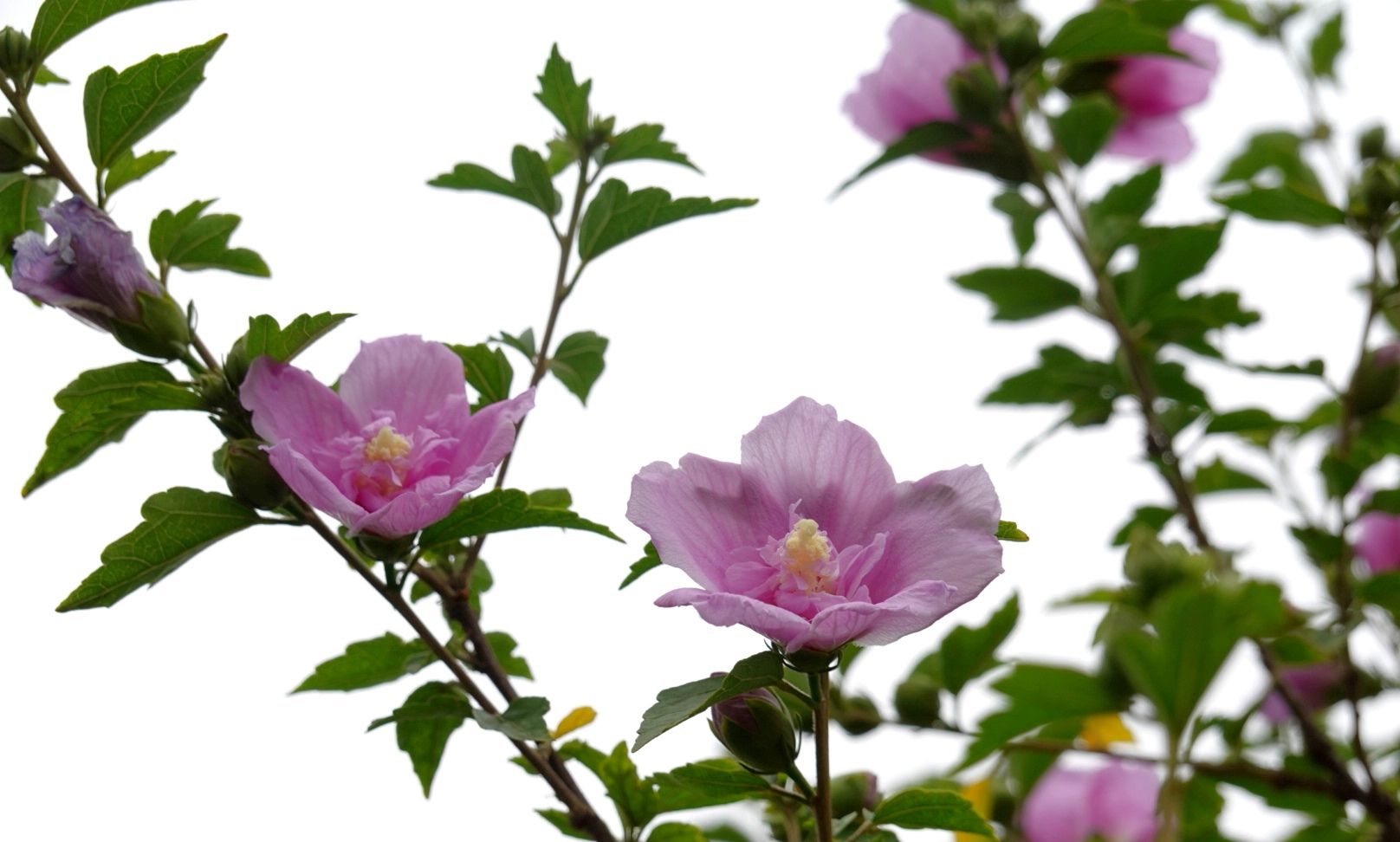 夏至将至,木槿花开