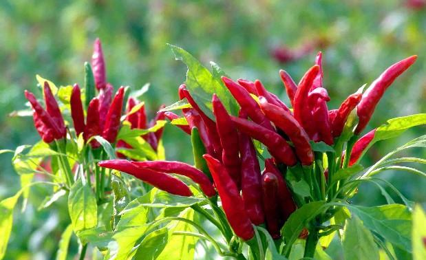 世界最辣辣椒排行榜朝天椒垫底网友快帮我叫救护车