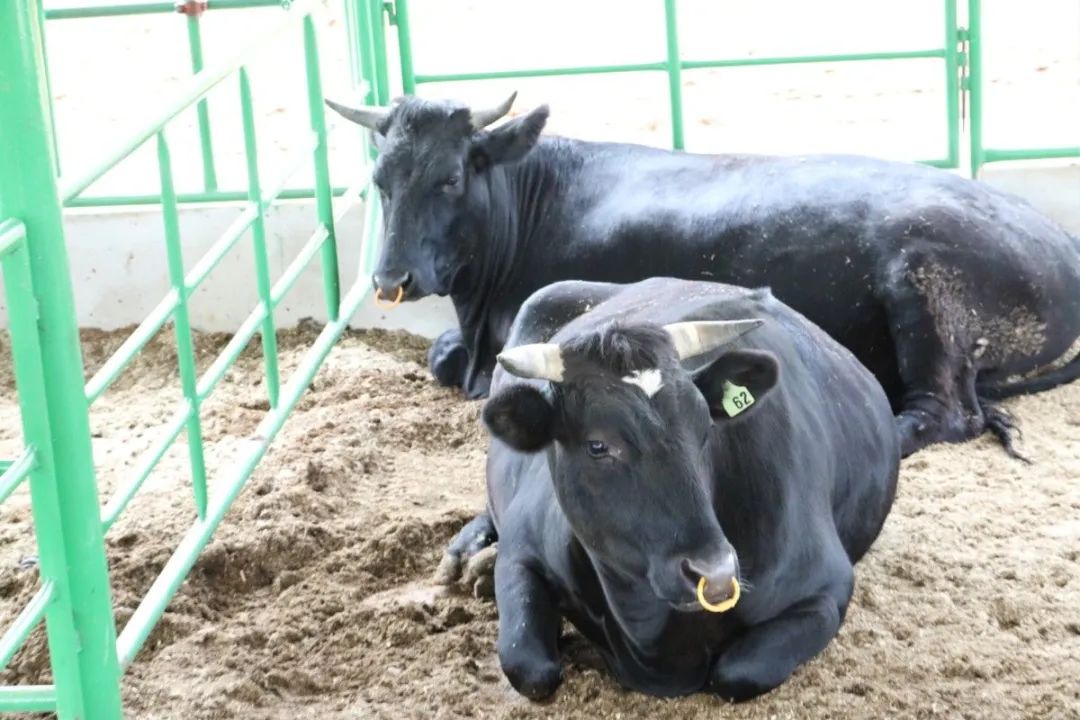 文山州这里一头牛售价约10万元!