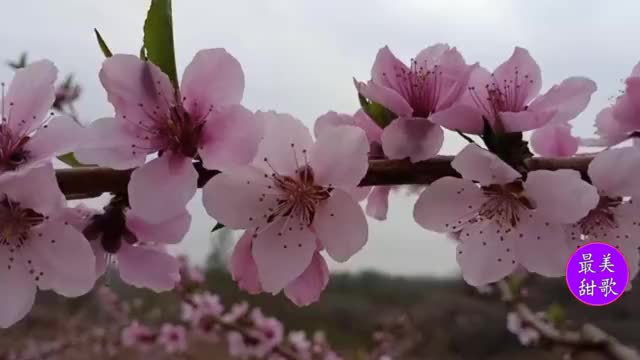 雨露一首《桃花雨》甜美柔情,旋律动听,令人久久陶醉!