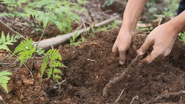 纯手工的蕨根宽粉,做一次非常不容易,还是第一见有这原生态美味|侵权