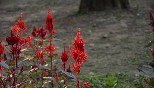 漂亮的凤尾鸡冠花 注意这几点 新手也能养爆盆