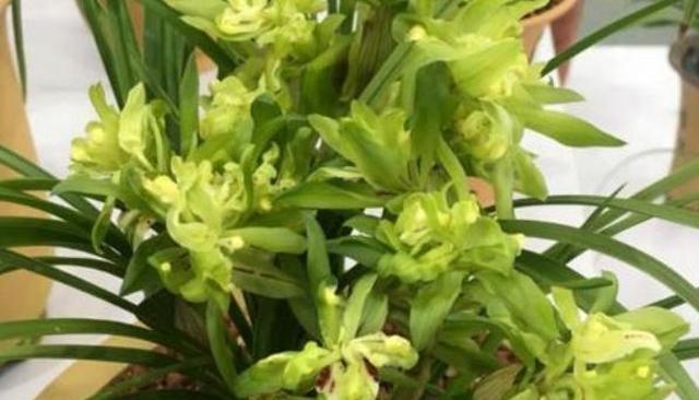 北方如何养兰花盆栽？立秋后管住5点，开花旺休闲区蓝鸢梦想 - Www.slyday.coM