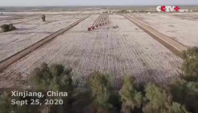 中国新疆棉花的收采场面，真的是高度机械化自动化了，震撼！！