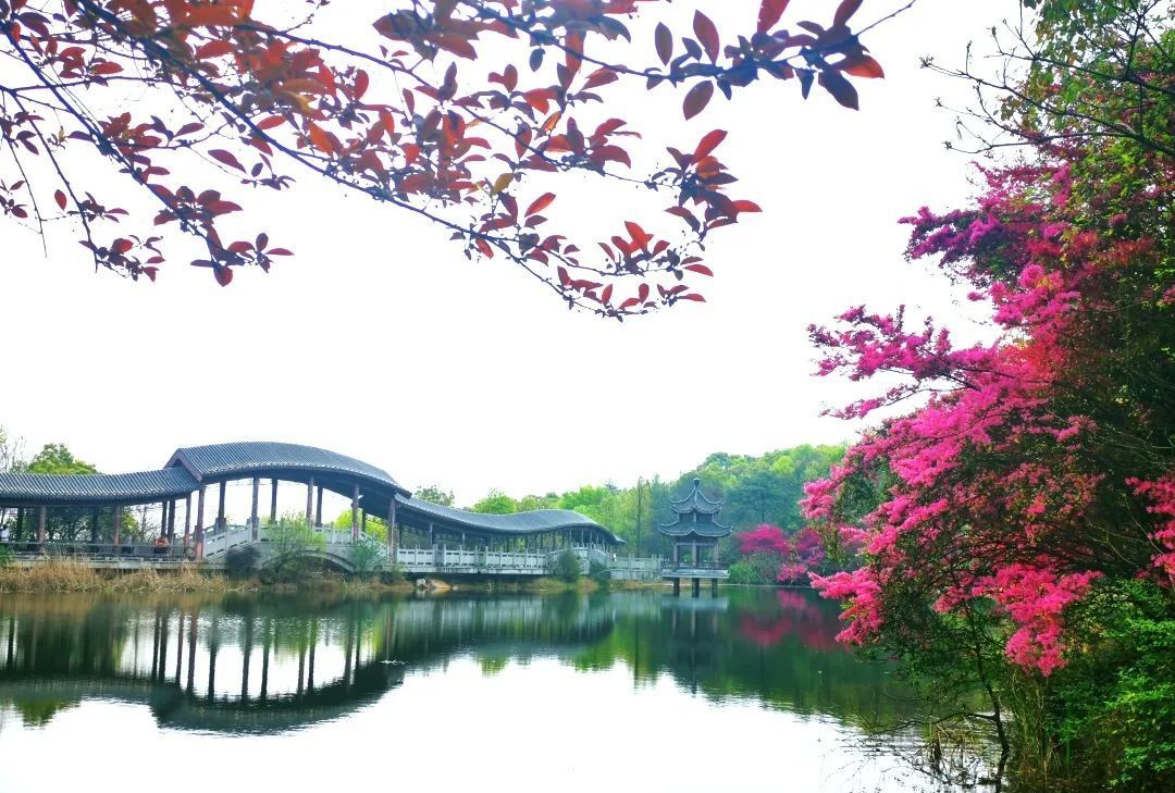 这里才是长沙春天最值得去的地方,不仅有桃红柳绿,还有山花烂漫_高清