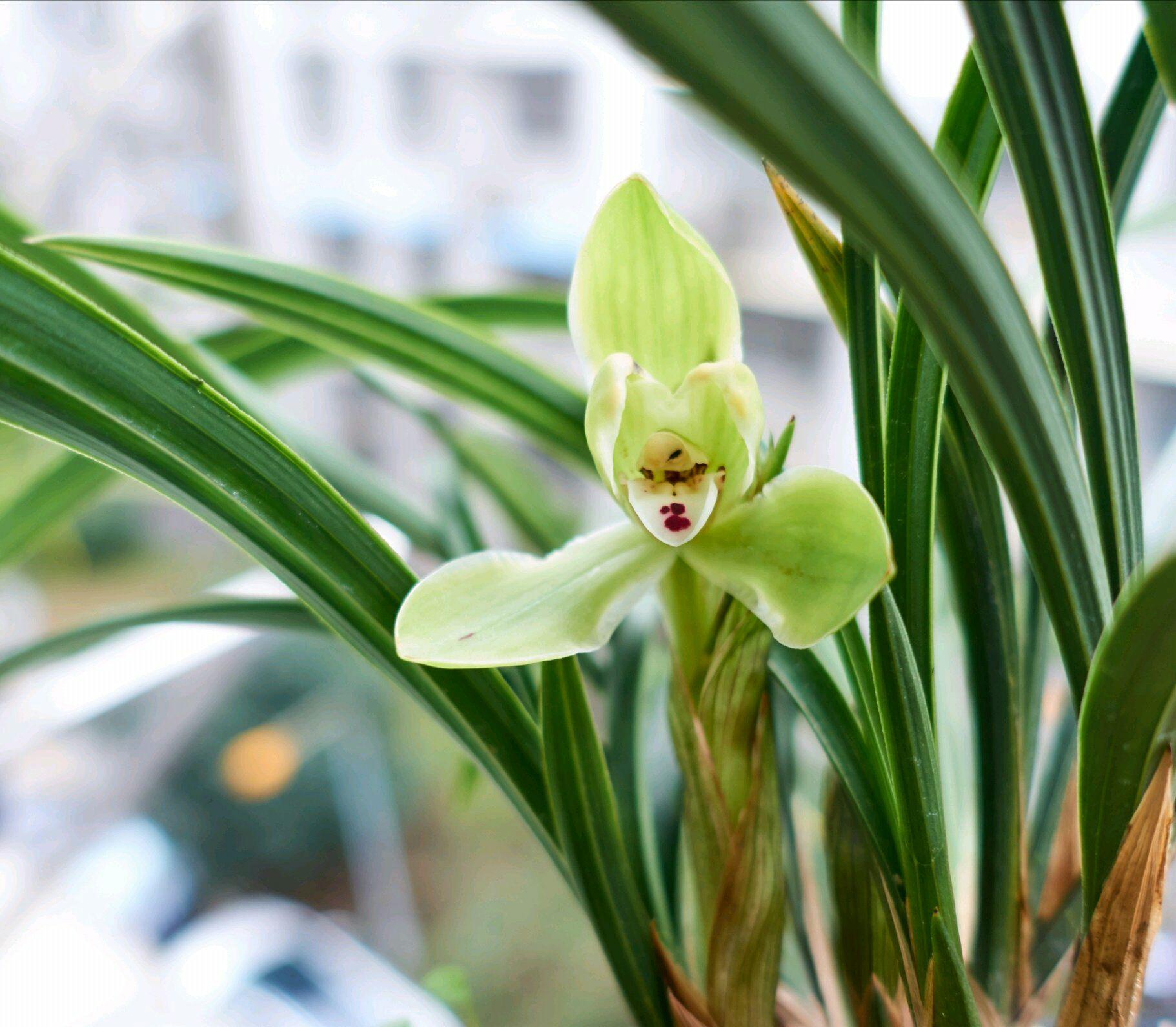 牢记这几点,叶子油绿,花苞蹭蹭冒|兰花|通风|磷酸二氢钾_新浪新闻