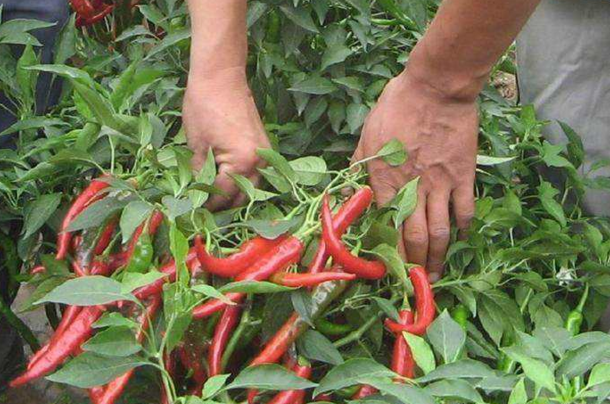 辣椒种植中,什么是门椒,对椒呢?门椒和对椒要不要摘除呢?