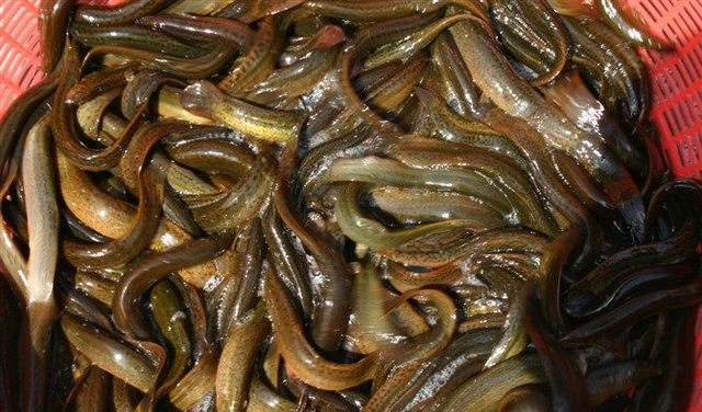 抓泥鳅绝对是小时候最有意义的事,一身污浊,还乐此不疲,傻呵呵地排着