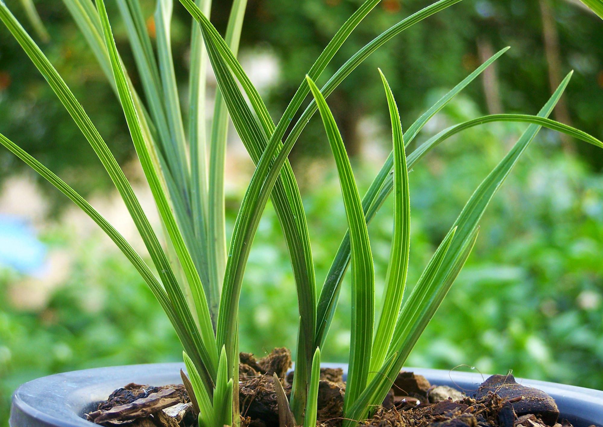 兰花夏天怕什么?牢记这几点,叶子油绿,花苞蹭蹭冒