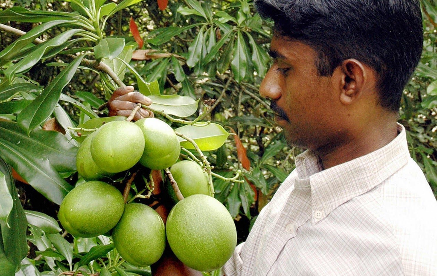 二,毒番石榴,又名马疯大戟木,原生于美国佛罗里达州,巴哈马群岛