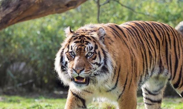 老虎有双炯炯有神的双眸,散发着凌凛冽的气息,俯瞰一切的霸气_高清