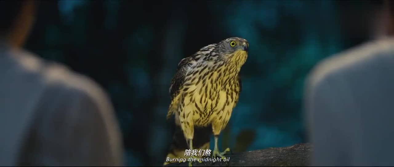 羞羞的铁拳:与鹰比熬,结果把鹰熬死了