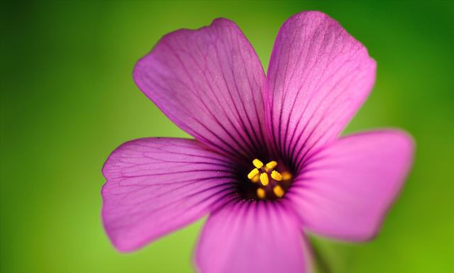 5种野草种花盆里能卖钱 我好像错过了一个亿 5种野草种花盆里能卖钱 我好像错过了一个亿