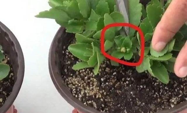 给长寿花打顶想要开爆盆秋天必须修剪