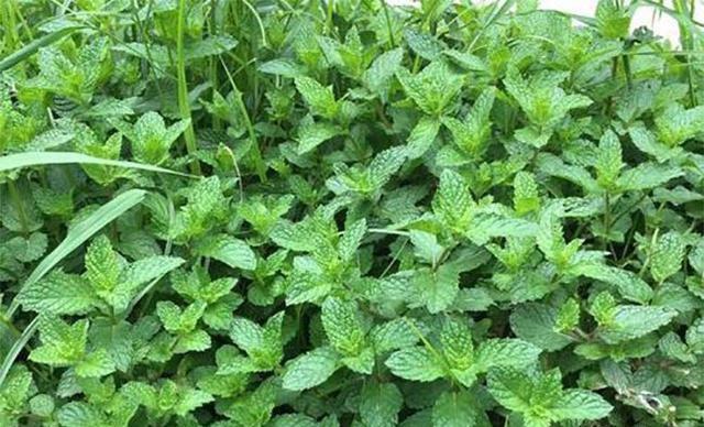 河南有一种特色菜,长得像薄荷,吃起来香喷喷,人称"留兰香"|香菜|薄荷