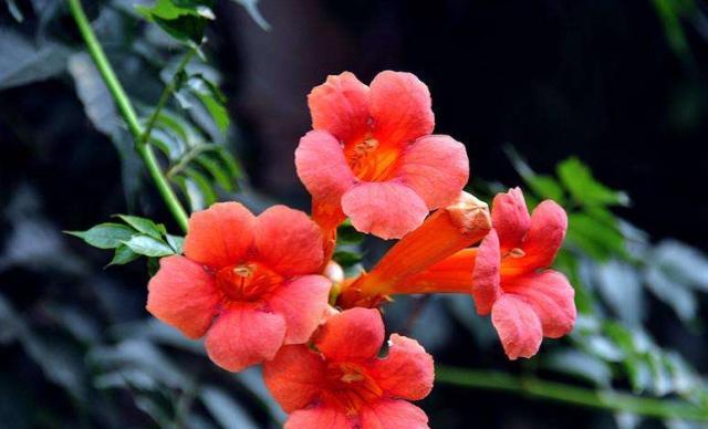 凌霄花,寓意着慈母之爱,开花就像小喇叭