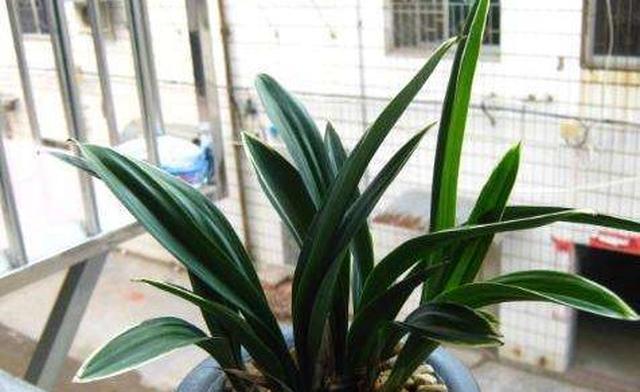 北方如何养兰花盆栽？立秋后管住5点，开花旺休闲区蓝鸢梦想 - Www.slyday.coM