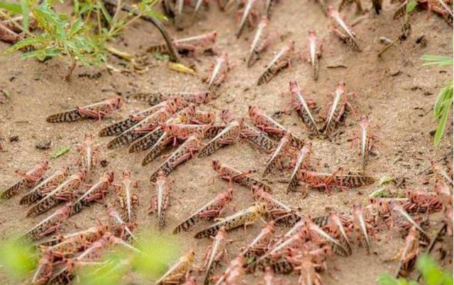 我国古代经常遭受蝗虫灾害 为何现在没有了 还得感谢此人的贡献 蝗虫 灾害 庄稼 新浪新闻