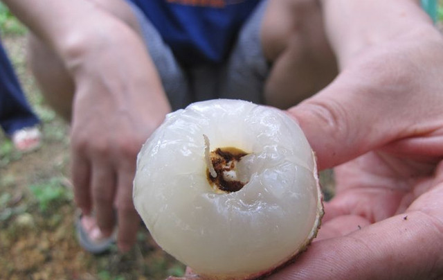 荔枝的小虫子最多,怎么能避免不吃到虫子,吃荔枝前怎么处理干净__财经