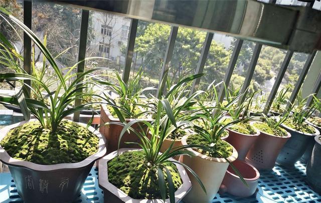 楼房阳台养兰花急不得,要体会养兰乐趣