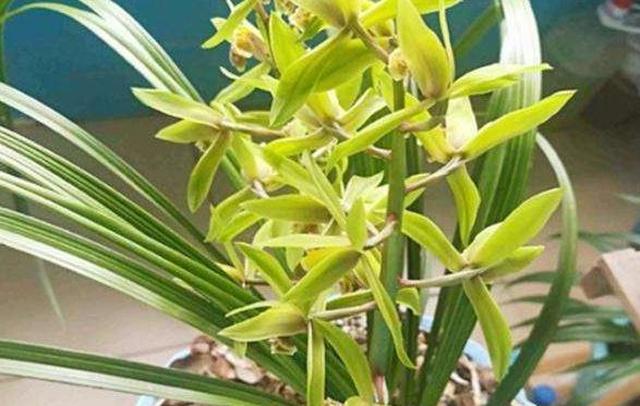 北方如何养兰花盆栽？立秋后管住5点，开花旺休闲区蓝鸢梦想 - Www.slyday.coM