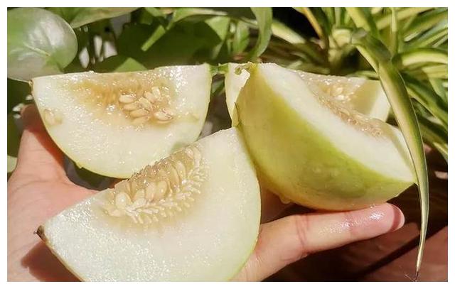 甜瓜|甜心|郁金香_新浪网