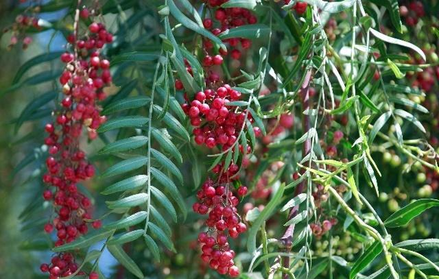 黑白胡椒一字之分性质和用法却大不同弄不懂菜味效果差很多