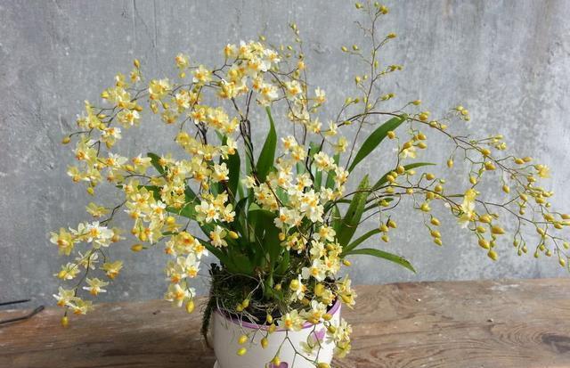 颜值高开花多养一盆小巧的文心兰花香味迷人开花时间长