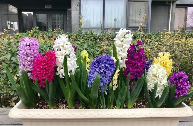 风信子不开花 做好这3点 花开一大串 风信子 光照 施肥 新浪新闻